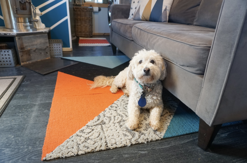 dog sitting below a sofa in a tiny house